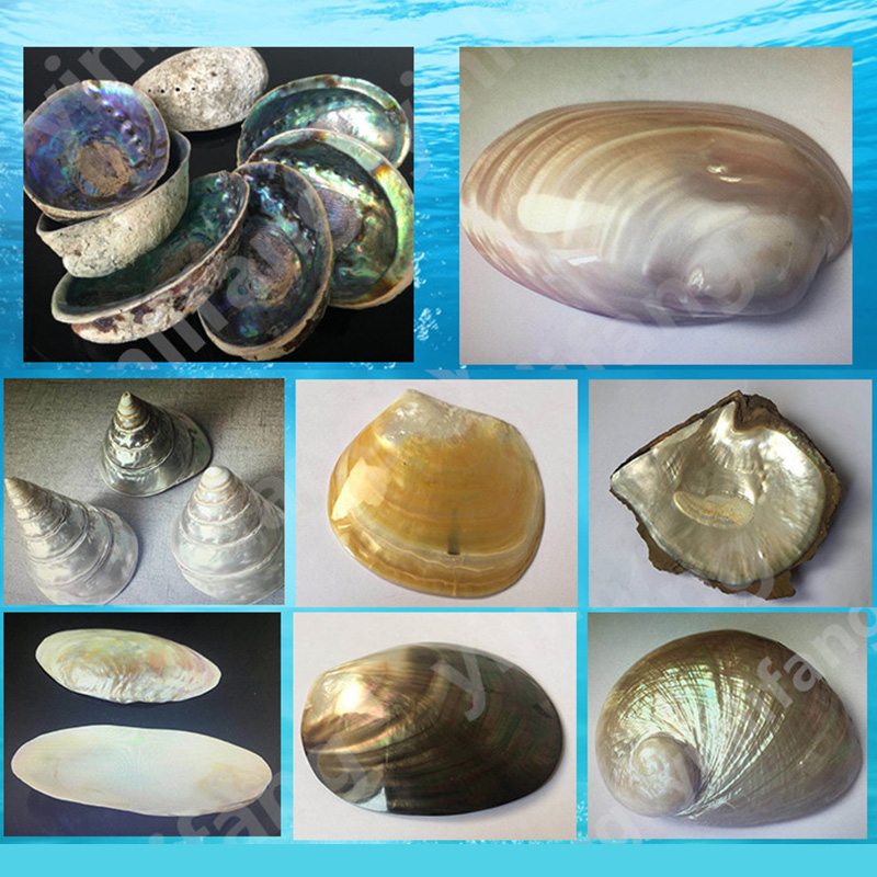 Abalone Sheet Paper for Musica - Musical Instrument Jewelry 评论和价格